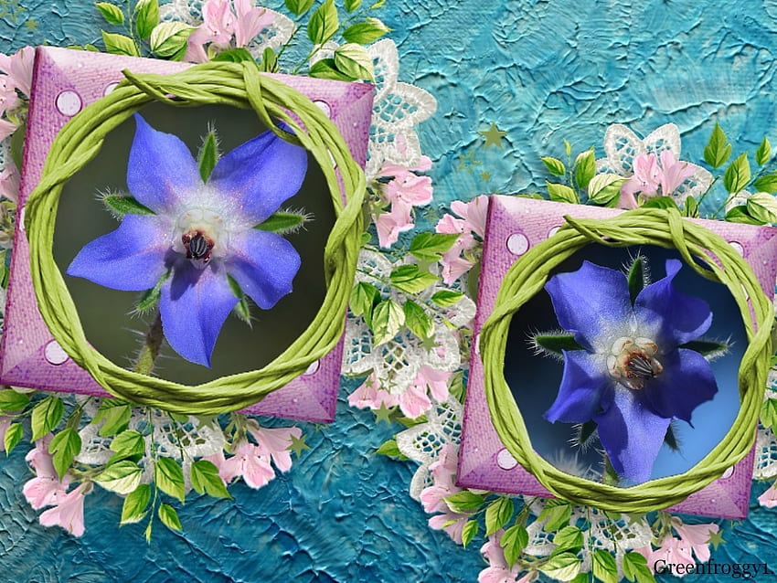BLUE BLOOMS, PRETTY, FLOWERS, FRAMED, BLUE HD wallpaper