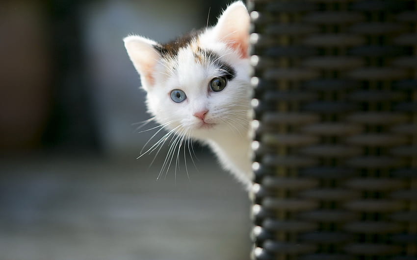 Animales: lindo gato para. Gatitos lindos, Gatitos lindos, de gatos lindos fondo de pantalla
