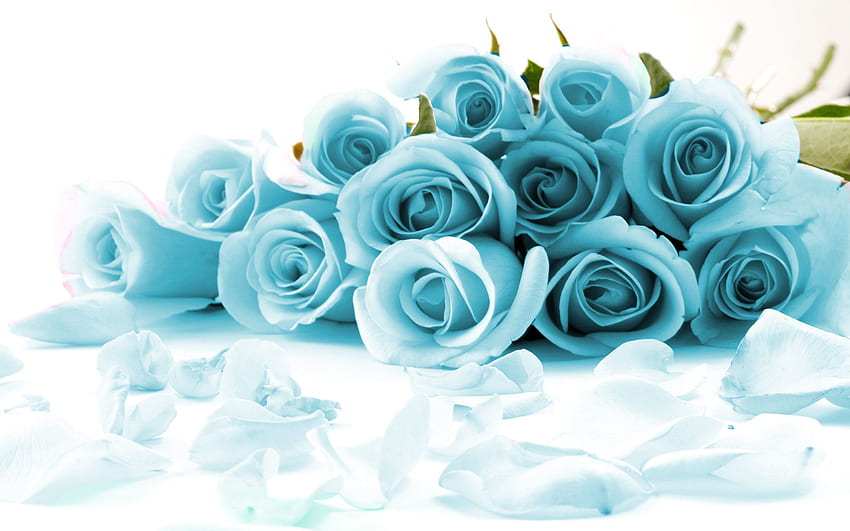 Blue Rose, Blue and White Rose HD wallpaper
