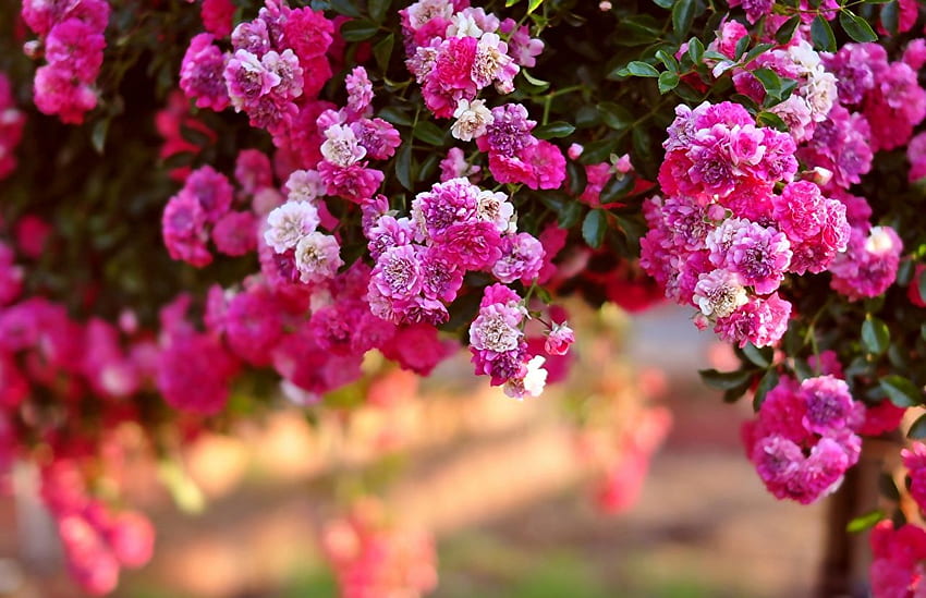 Arbustes à fleurs de roses, Arbuste à fleurs Fond d'écran HD