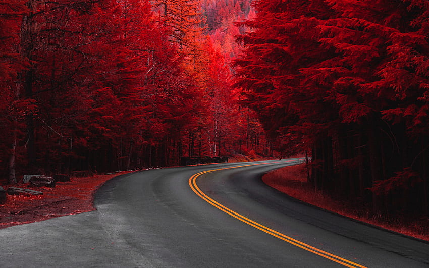 Road through pine trees, red HD wallpaper