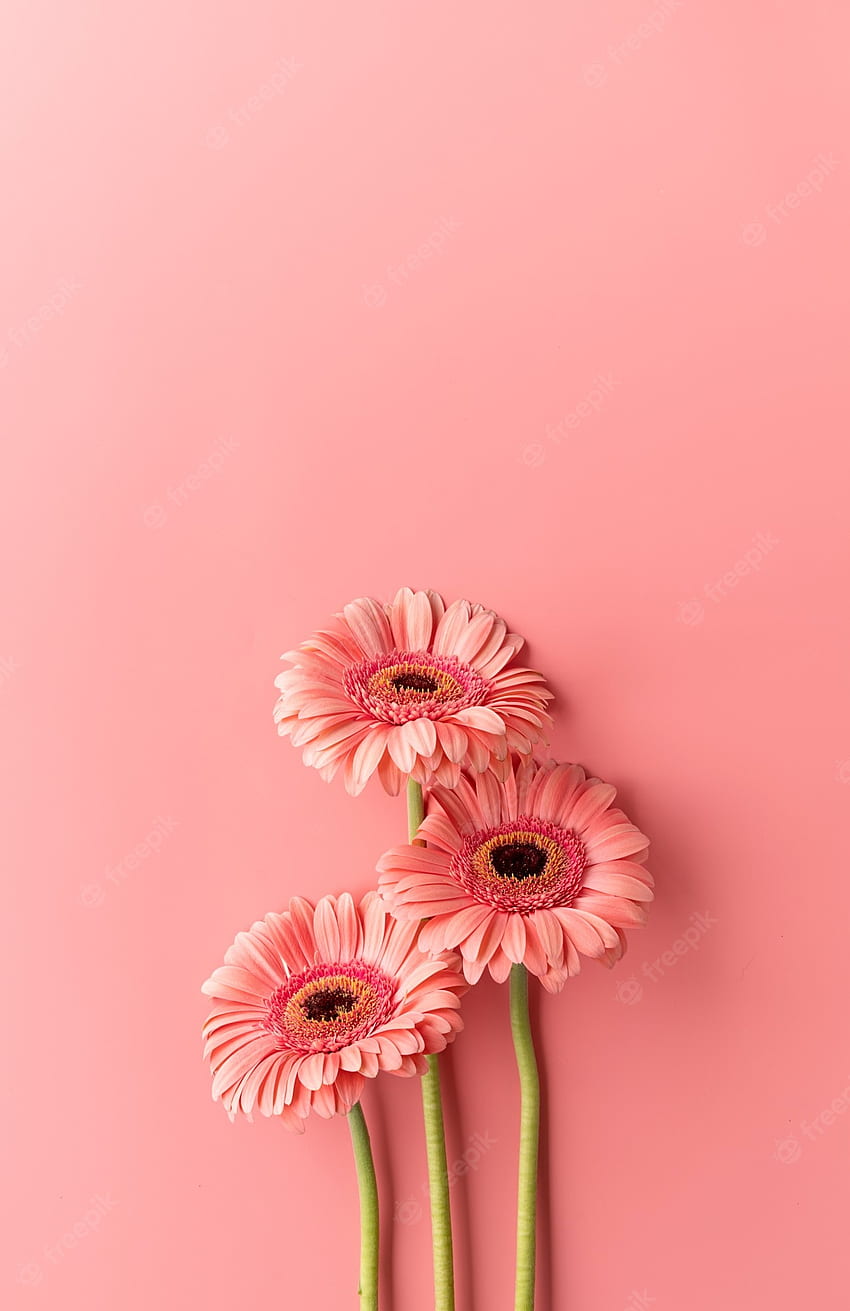 พรีเมี่ยม ดอกเยอบีร่าสีชมพูสามดอกบนพื้นหลังสีชมพู แฟลตเลย์ดีไซน์มินิมอล สีพาสเทล Pink Gerber Daisy วอลล์เปเปอร์โทรศัพท์ HD