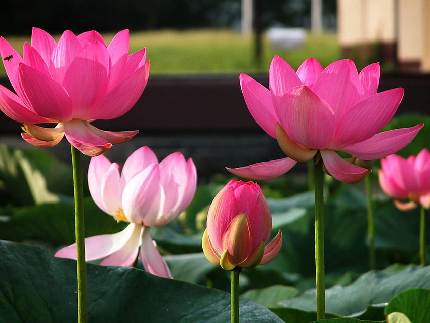 Red Lotus Flower HD wallpaper | Pxfuel