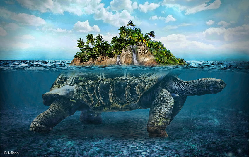 Най-добра костенурка през 2020 г. Костенурка, морска костенурка, любов на костенурка, остров на костенурка HD тапет