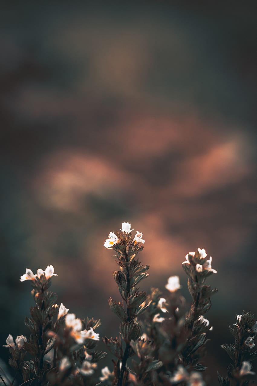 Blumen, Unschärfe, glatte, wilde Blumen HD-Handy-Hintergrundbild