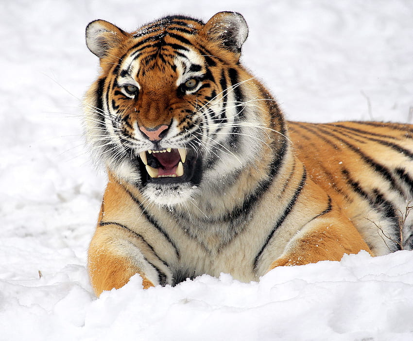 Animals, Snow, Grin, Muzzle, Predator, Tiger HD wallpaper