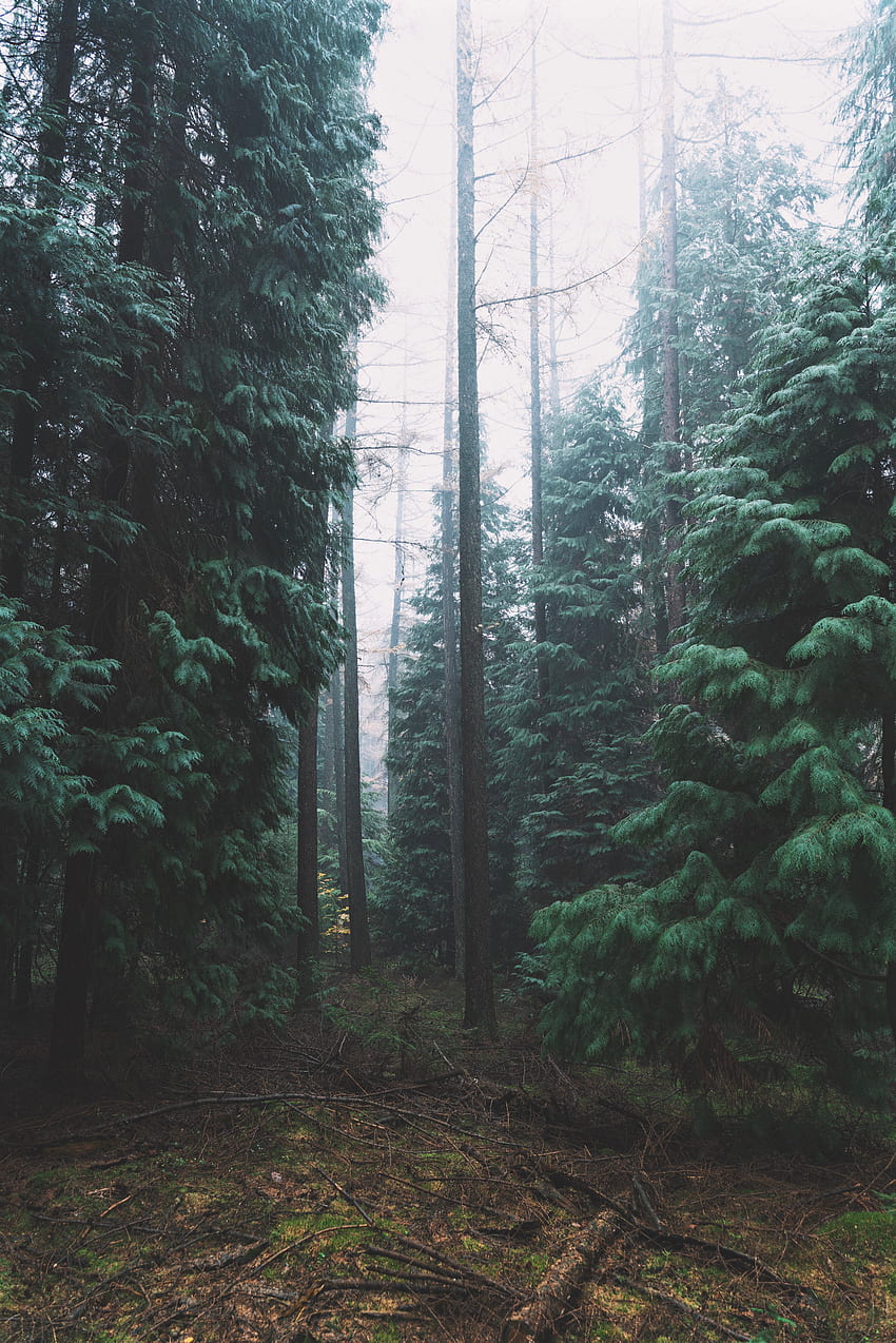 Nature, Trees, Coniferous, Forest, Fog HD phone wallpaper