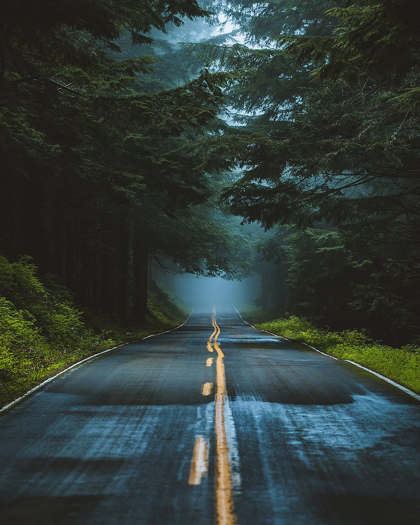 Carretera Árboles Bosque Carretera mojada Niebla Naturaleza Retrato Visualización Vertical - Resolución:, Carretera Vertical fondo de pantalla del teléfono