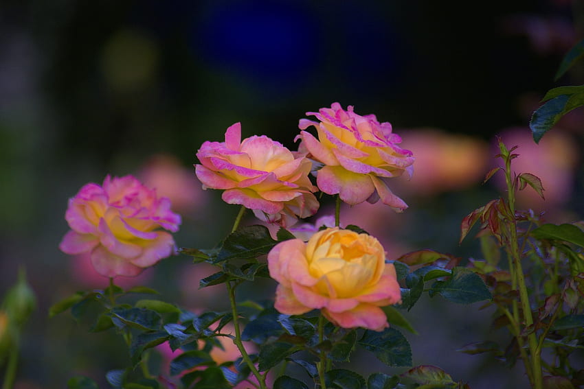 Rosas, Flores, Florescendo, Pétalas papel de parede HD