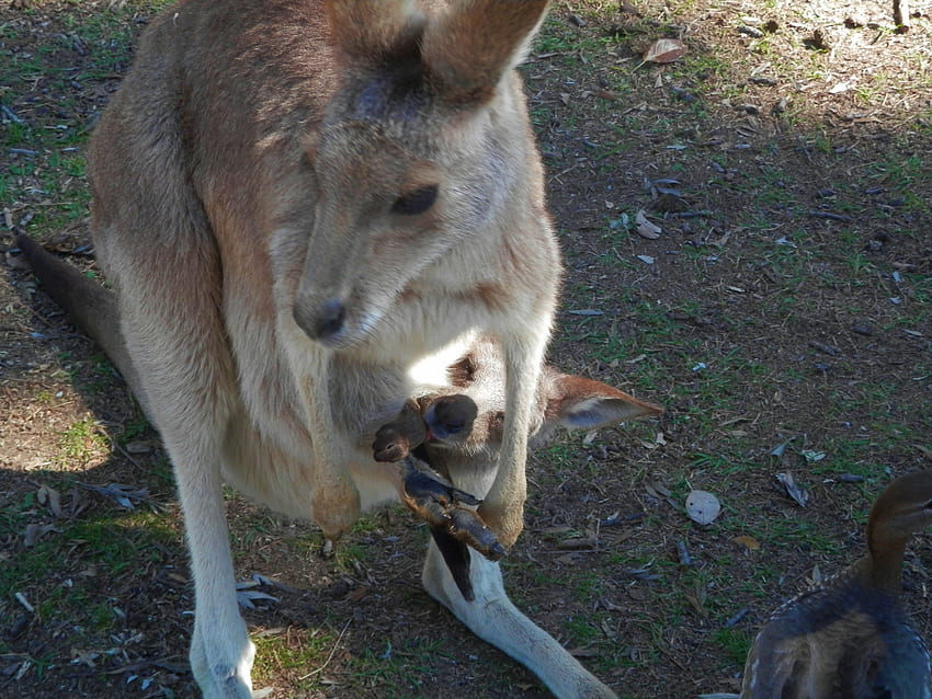 Mum and baby Kangaroo, shellandshilo, joey, Brisbane, graphy, ออสเตรเลีย, นุ่ม, ขนยาว, สุขสันต์วันแม่, ความเมตตา, สัตว์, ความรัก, แม่, จิงโจ้, สัตว์ป่าในออสเตรเลีย วอลล์เปเปอร์ HD