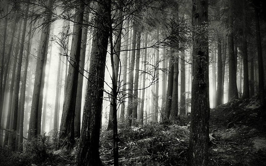 Black and White Forest - , Black and White Forest Background on Bat, Black  and White Woods HD wallpaper | Pxfuel