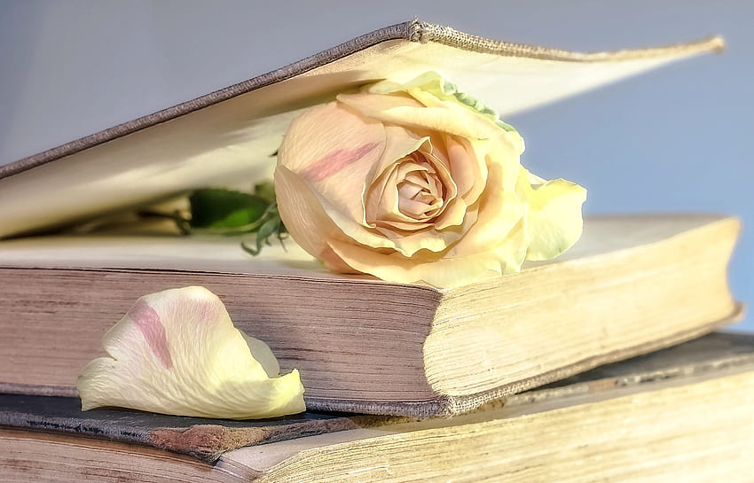 Rose in a Book, Flower, pretty, Book, Rose HD wallpaper