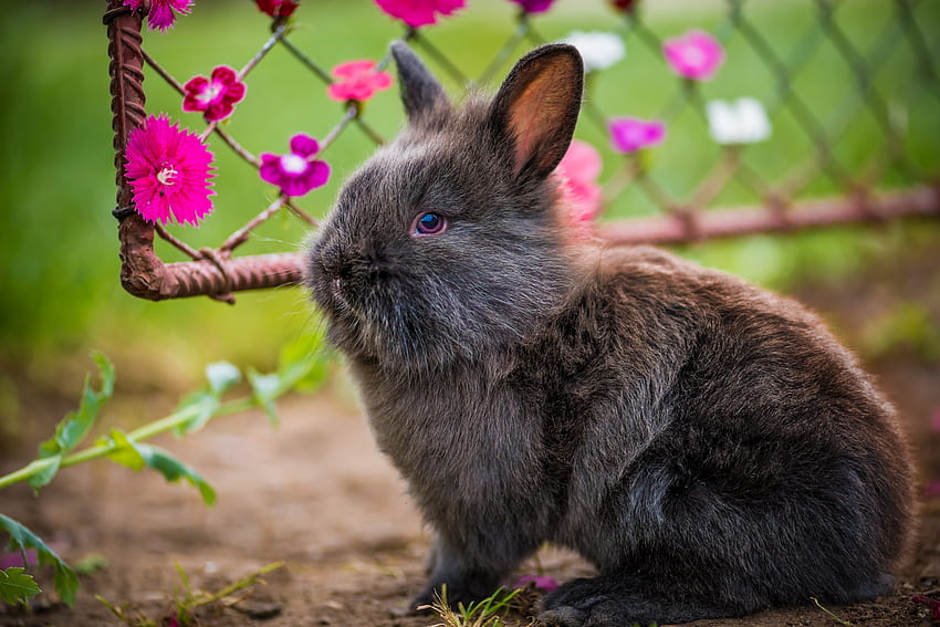 Animals, Flowers, Fluffy, Rabbit HD wallpaper