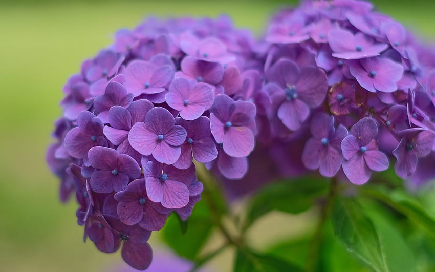 Hydrangea, hortensie, flower, purple, nature, macro HD wallpaper
