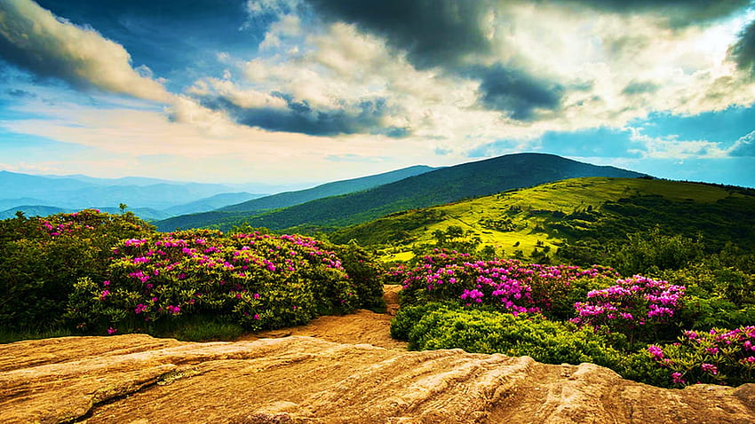 Blue Ridge Mountains, Appalachian Trail, Carolina Utara, bukit, bunga, pemandangan, pohon, awan, langit, musim semi, amerika serikat Wallpaper HD