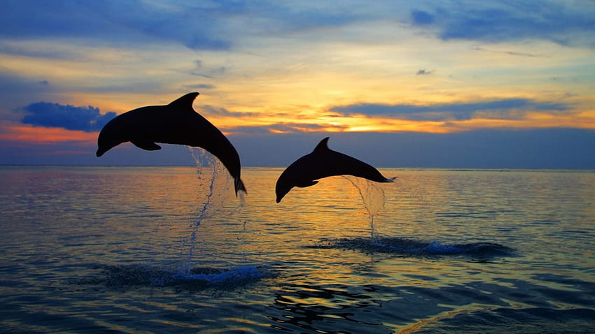 Dolphin Beach HD wallpaper | Pxfuel