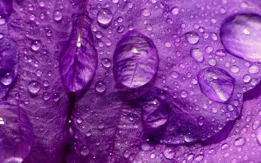 Flower Close Purple Rain Drop Pretty Nice Moist Nature HD wallpaper