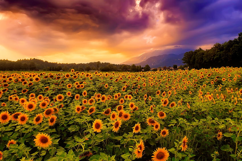 campo de girasoles al atardecer, hermoso, verano, girasoles, bonito, campo, flores, cielo, encantador, puesta de sol fondo de pantalla