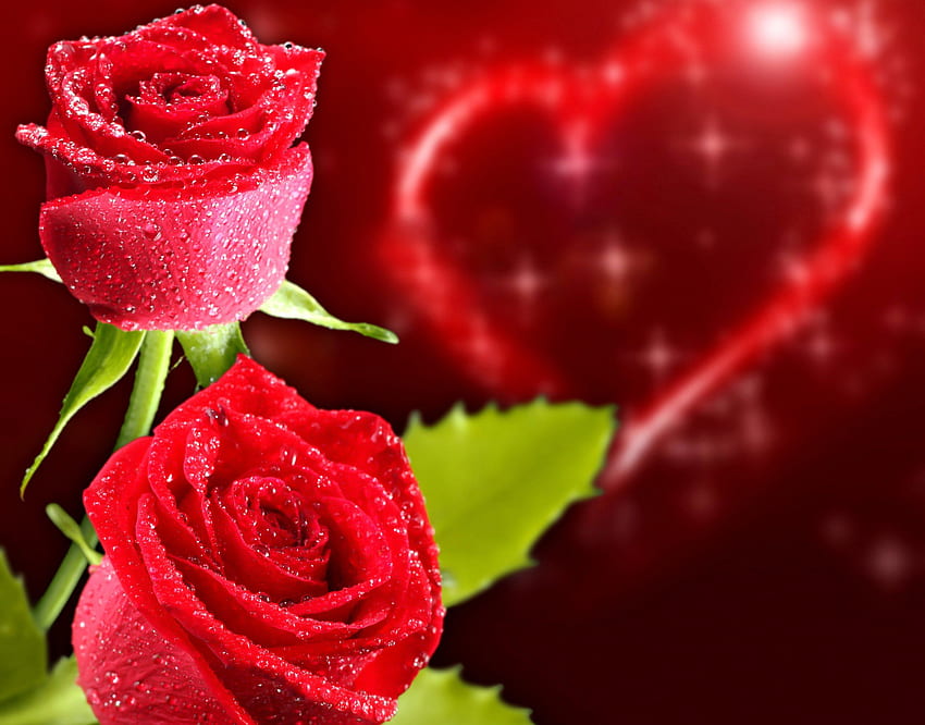 Roses Closeup Holidays Heart Red Flowers - Montages Love St Valentin Pixiz - -, Hearts and Flowers HD тапет