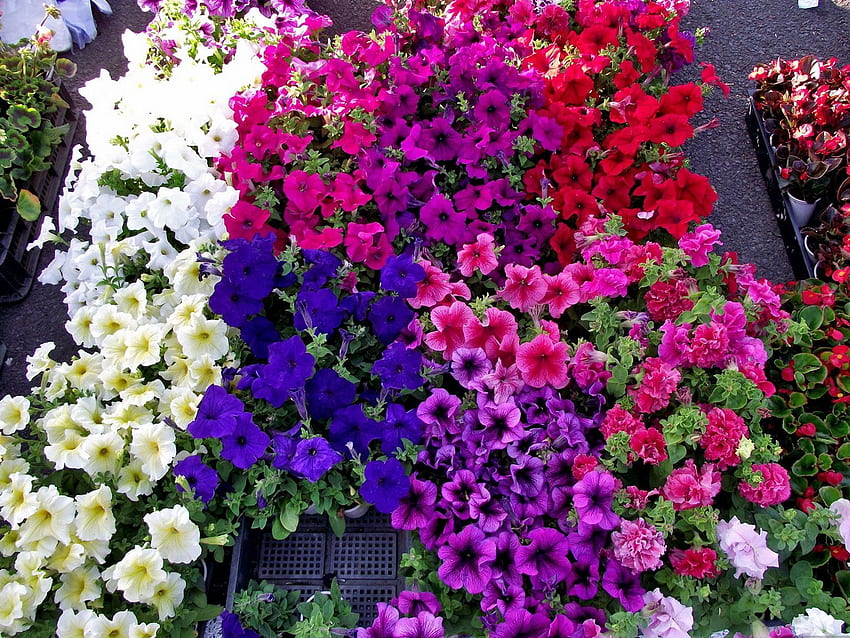 Flowers, Bright, Colorful, Petunia HD wallpaper