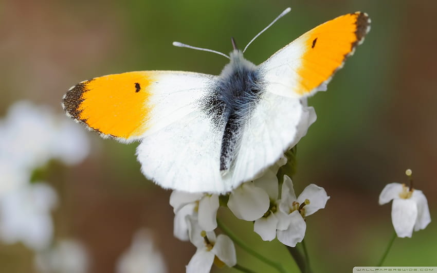 Farfalla bianca gialla, animale, ali, bianco, farfalla, giallo, fiori, insetto Sfondo HD