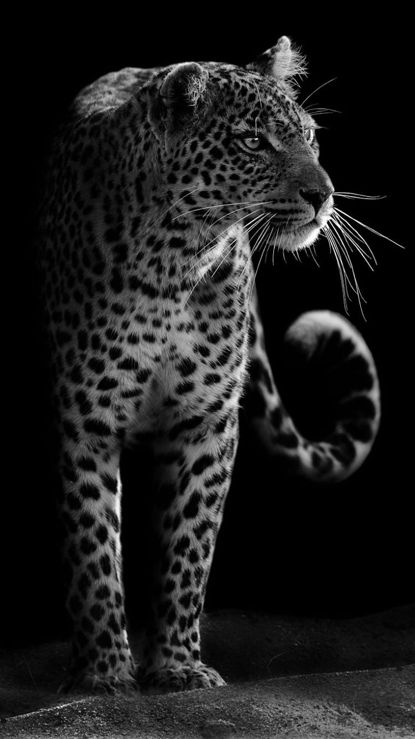Animal Leopardo (), Leopardo Negro fondo de pantalla del teléfono