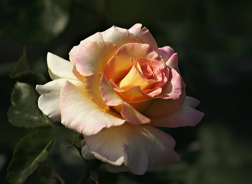 Rose, orange, une, fleur Fond d'écran HD