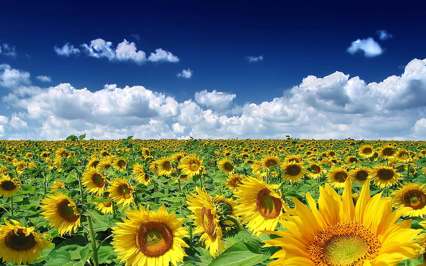 Sunflowers, Green Sunflower HD wallpaper | Pxfuel