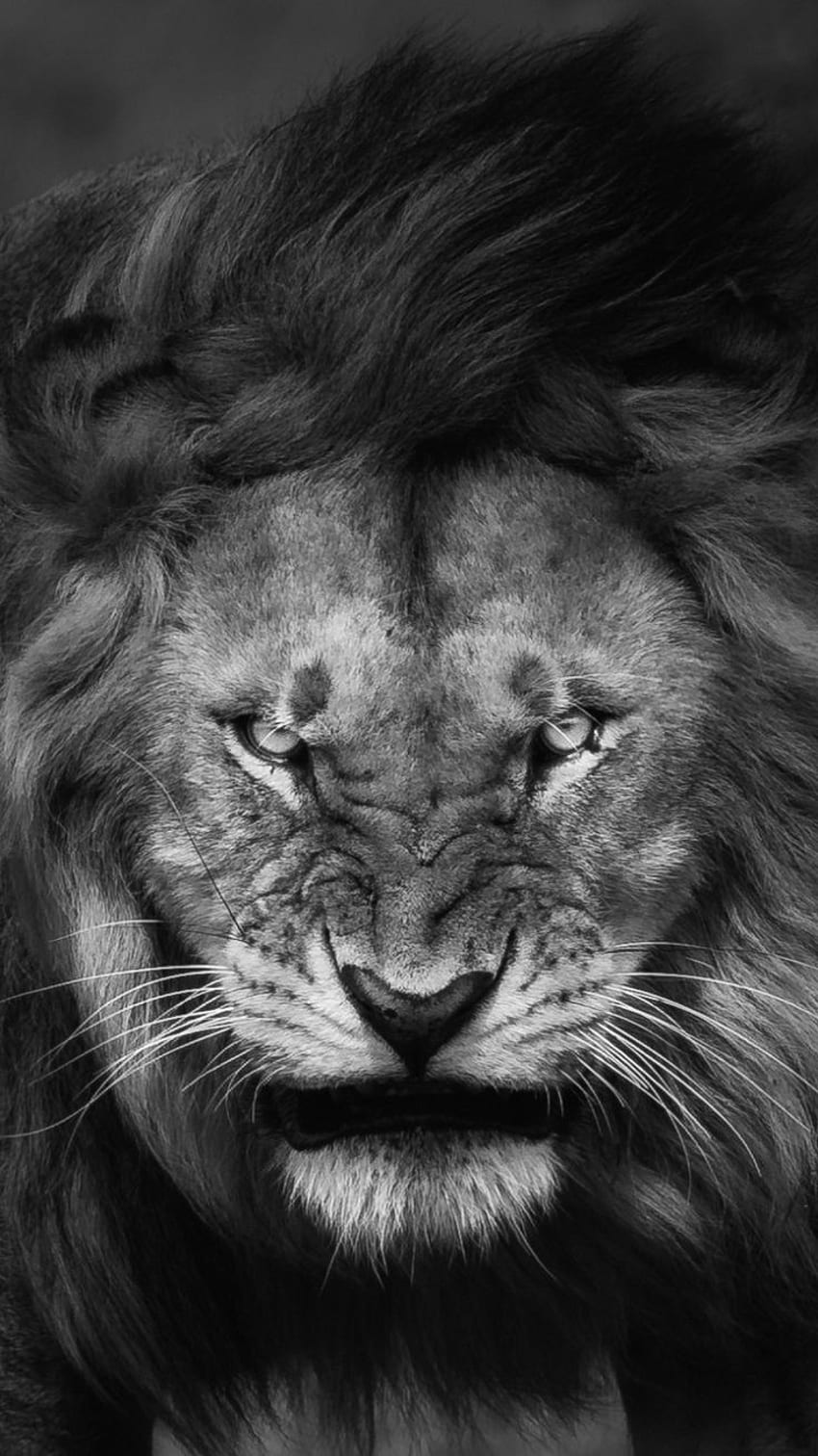 Angry Lion Face IPhone . Lion , Lion , Cat, White Lion Face HD phone wallpaper