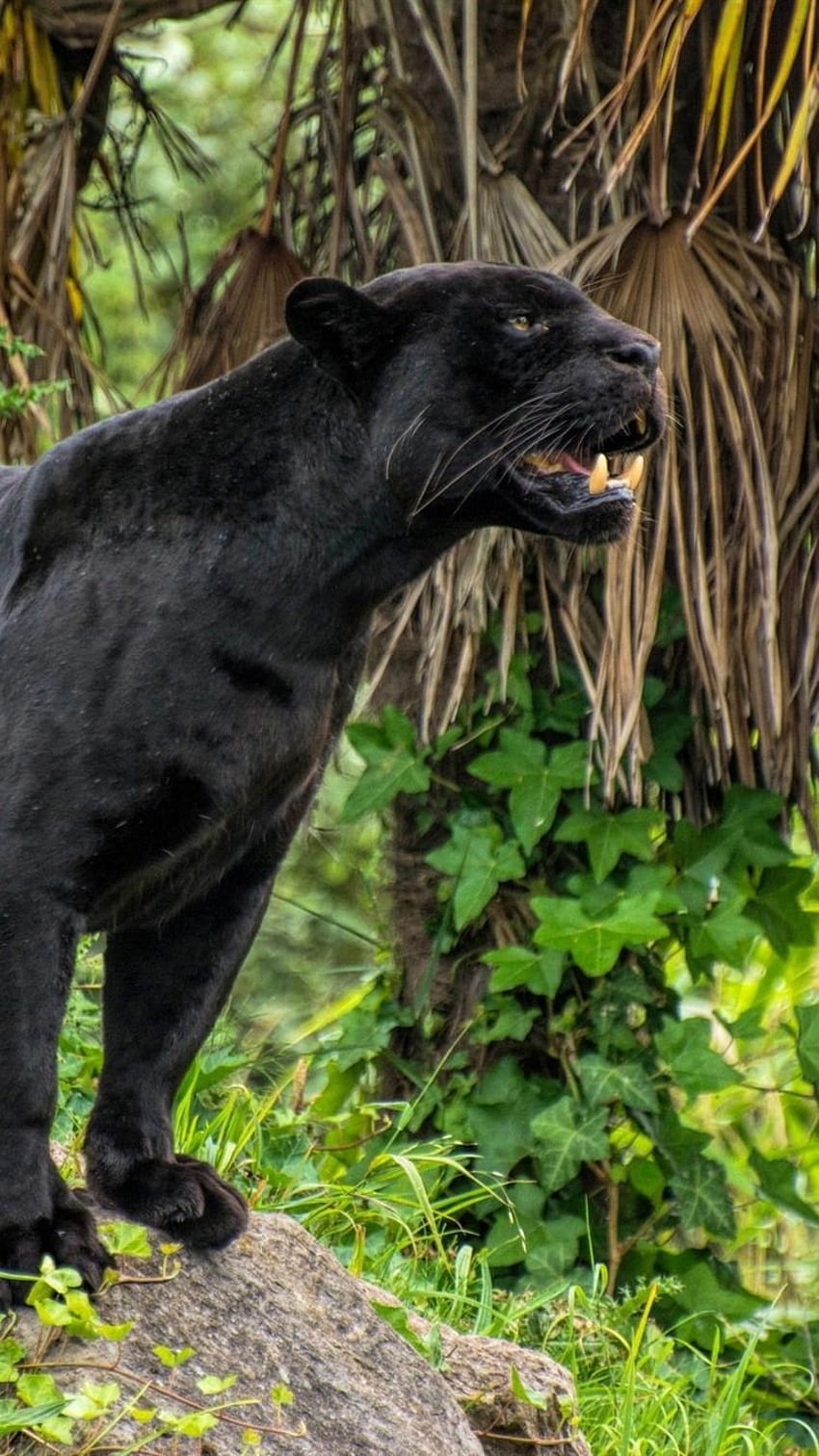 Black Panther, Teeth, Wildlife IPhone 8 7 6 6S, Cool Black Panther Animal  HD phone wallpaper | Pxfuel
