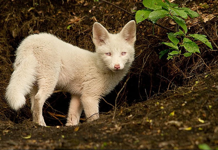ALBINO RED FOX, Hund, weiß, Albino, Tierwelt, Hund, Fuchs HD-Hintergrundbild