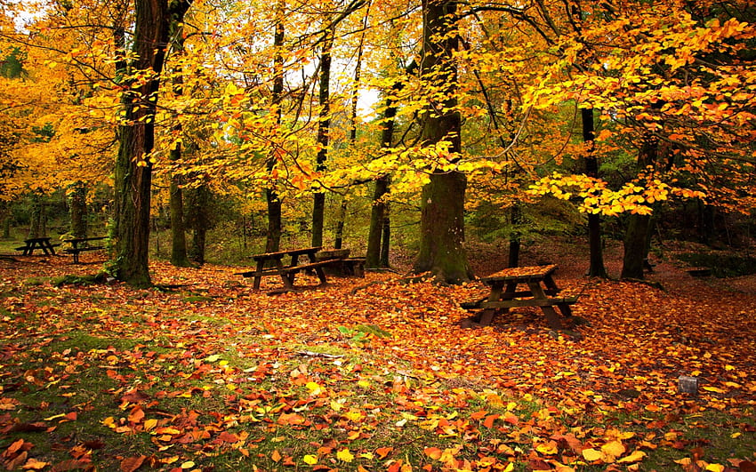 Autumn Splendor, colors, peaceful, sit, nice, benches, trees, calm, bench, woods, landscape, carpet of leaves, tree, falling, leaves, pretty, green, autumn colors, view, nature, lovely, foliage, colorful, beauty, autumn, down, golden, fall, beautiful, park, rest, red, yellow, forest, splendor HD wallpaper