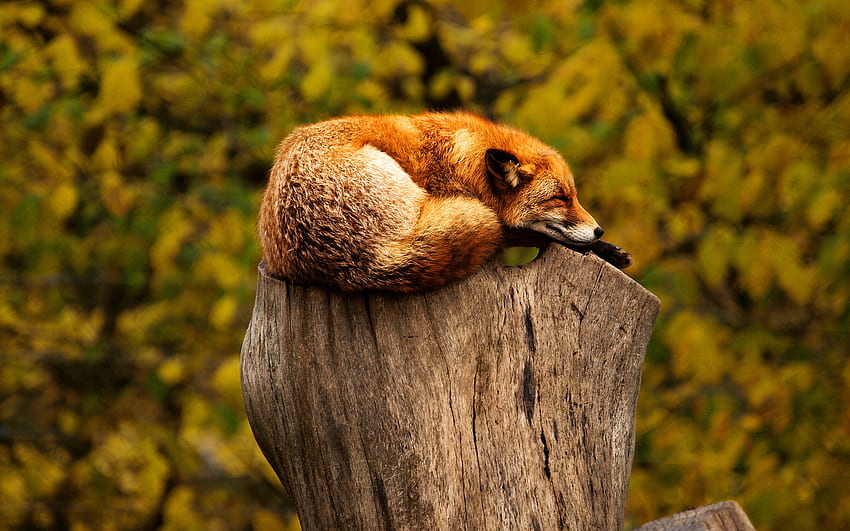 Fox sleep on tree stub, Sleeping Fox HD wallpaper