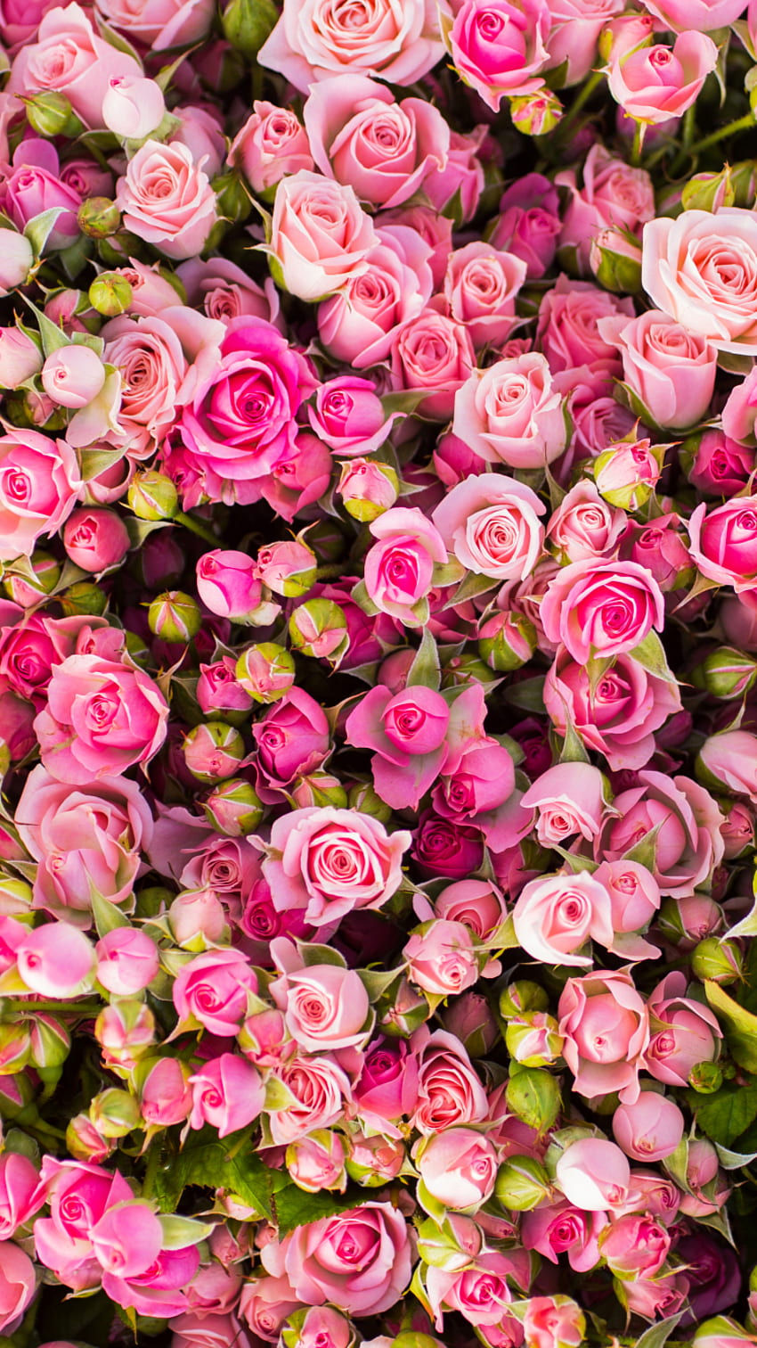 Earth Rose, Pink Roses Phone HD phone wallpaper