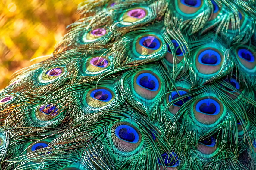 Peacock feathers, blue, animal, bird, feathers, green, nature, peacock HD wallpaper
