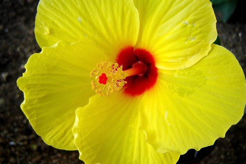 Perfetto ibisco giallo, primo piano, petali, giallo, fiore, rosso, ibisco Sfondo HD