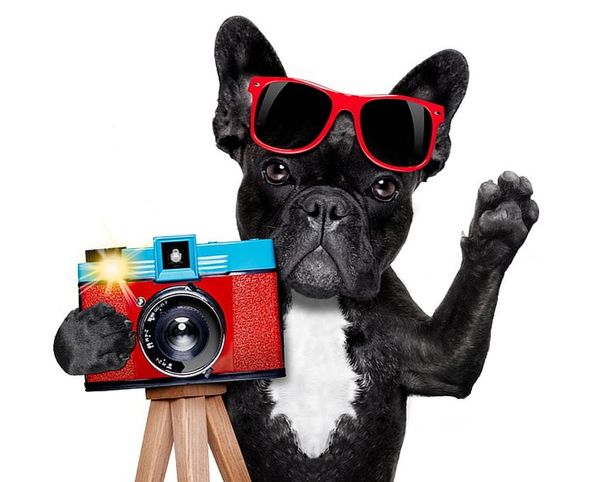 Powiedz ser!, pies, zwierzę, czarny, uroczy, okulary przeciwsłoneczne, aparat fotograficzny, zabawny, łapa, pies Tapeta HD