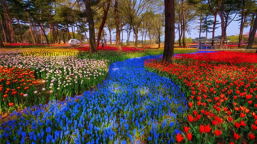 日本の春の庭、木々、花、公園、花、色 高画質の壁紙