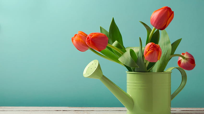 Orange, Tulips. Plants, Flower Pot, , , Background, 6d0c8c, Orange Tulips HD wallpaper