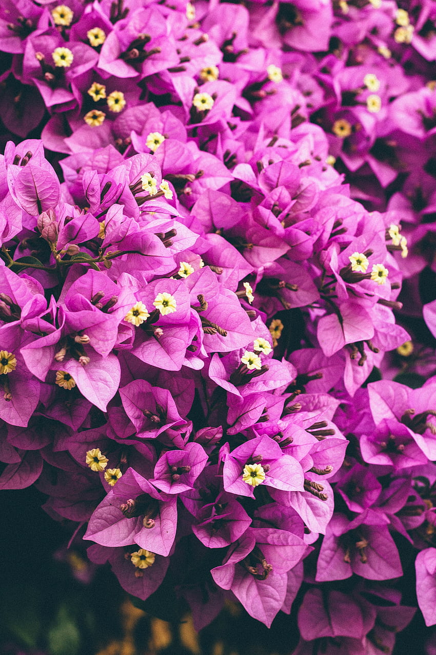 Цветя, Виолетови, Венчелистчета, Лилаво, Градина HD тапет за телефон
