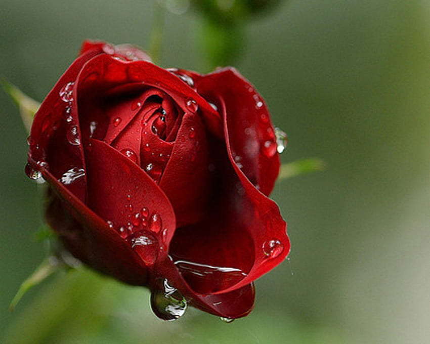 Red Rose, rose, flowers, petals, red HD wallpaper