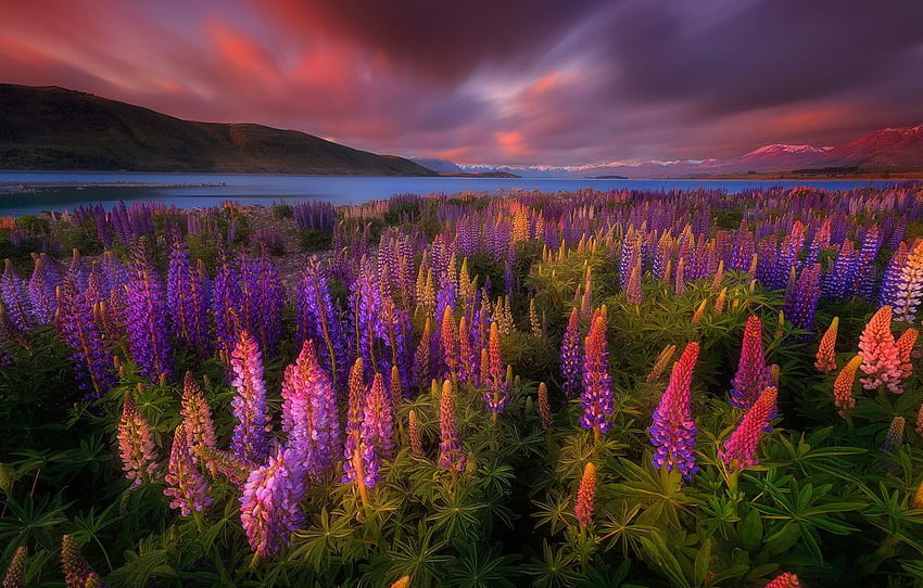 flowers, lake, spring, New Zealand, lupins, Tekapo HD wallpaper