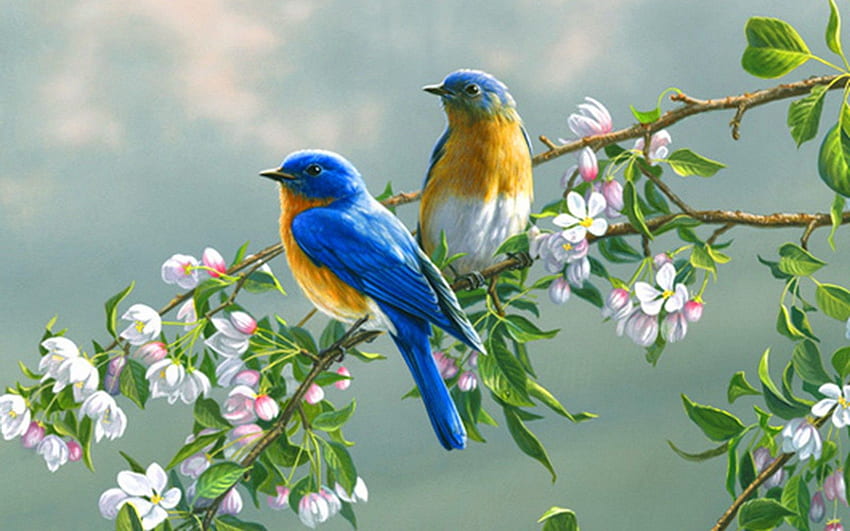 Flores E Pássaros, Pássaros Flores Natureza papel de parede HD