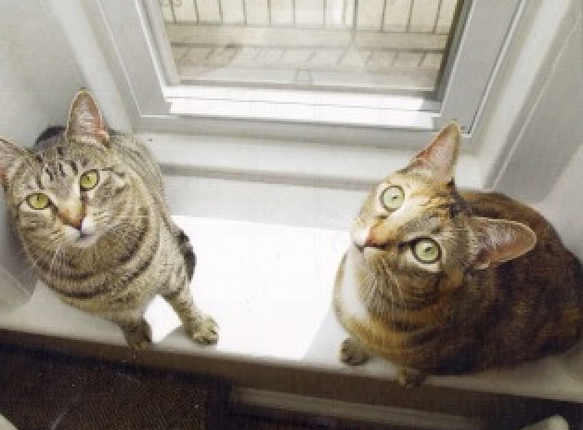 Tabby cats, cats, tabby, sill, window HD wallpaper