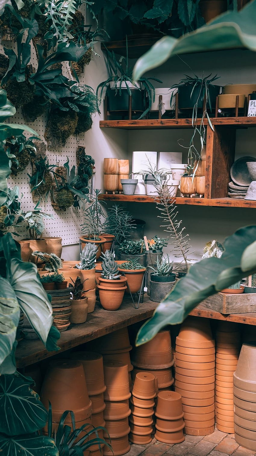 plants, indoor plants, pots, Houseplants HD phone wallpaper
