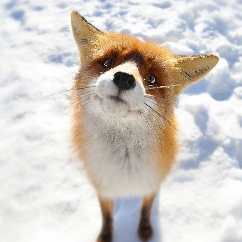 Fox Closeup In Snow Field iPad . Cute, Wild Animals in Snow HD phone wallpaper