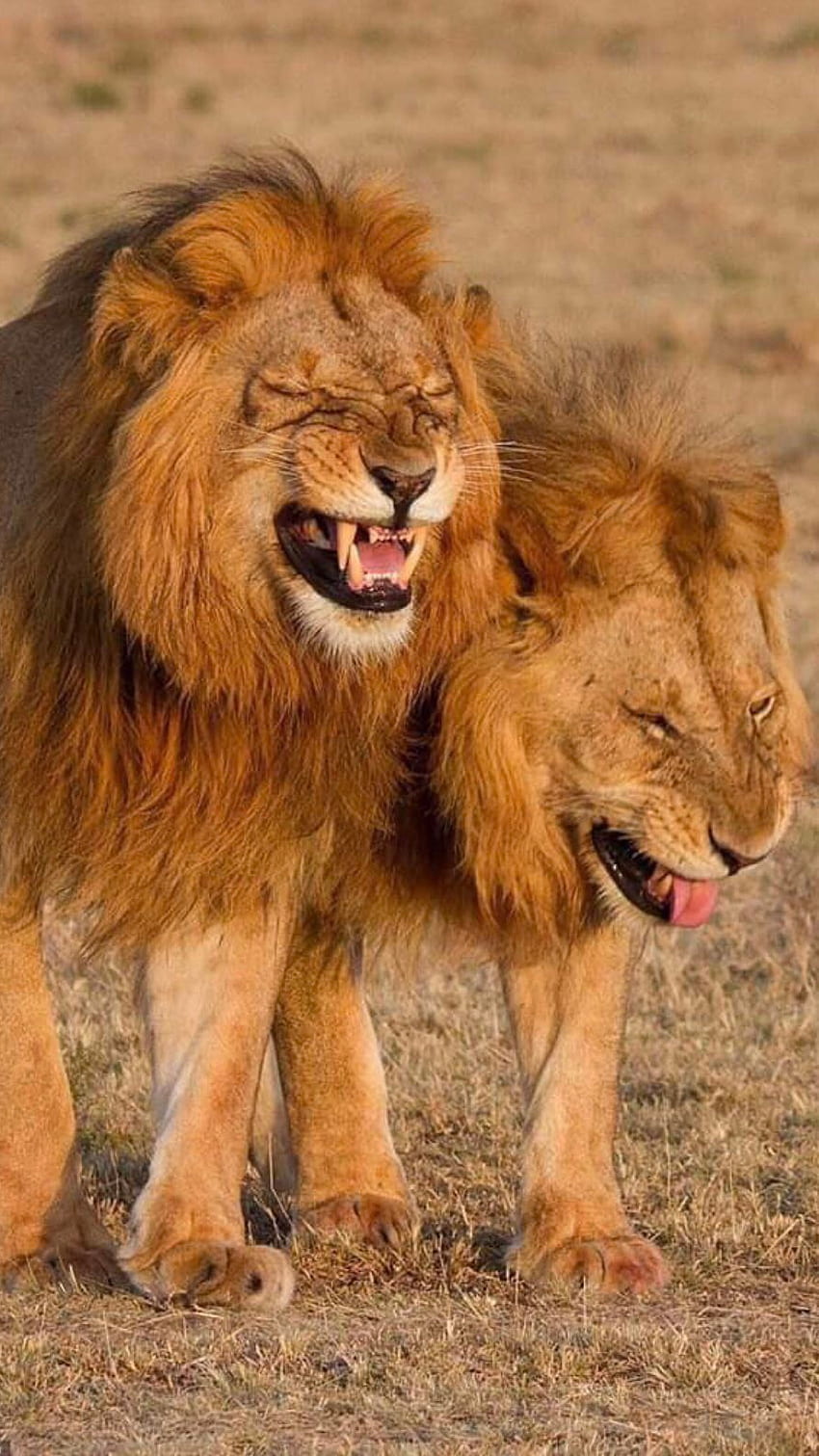 Lion, Laughing Lion HD phone wallpaper