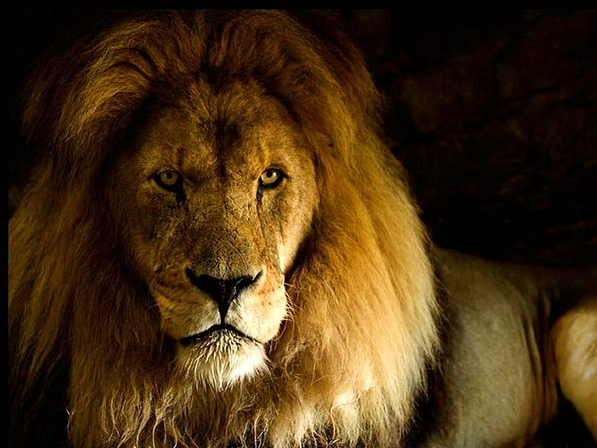 Savannah realeza, África, juba, rei, caçador, líder, leão, macho papel de parede HD