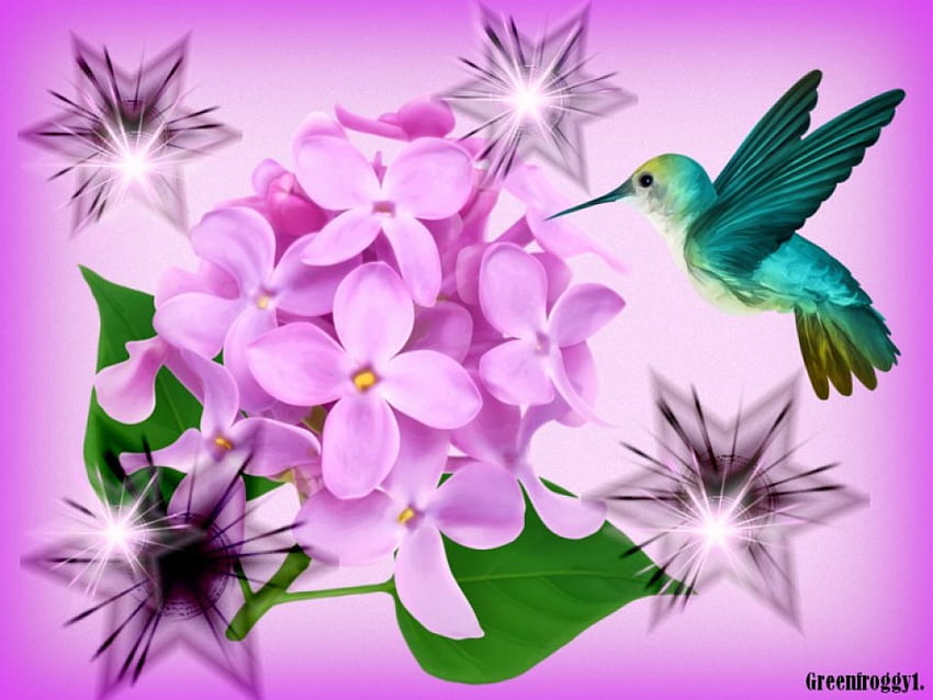 HUMMINGBIRD SPARKLE, HUMMINGBIRD, CREATION, ABSTRACT, LILAC HD wallpaper