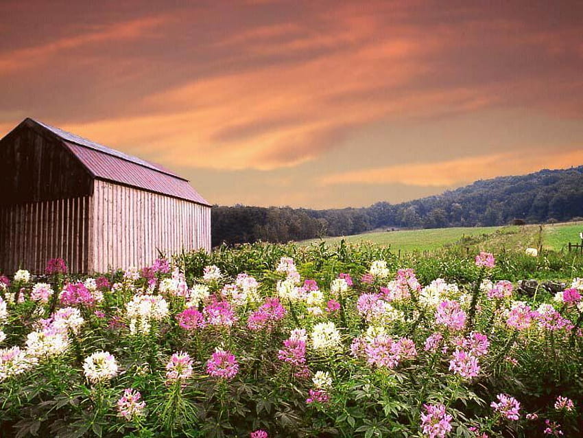 Hues, barn, landscape, skycolors, fields, flowers, country HD wallpaper
